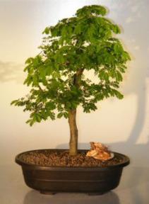 Flowering Brazilian Raintree Bonsai Tree <br><i>(pithecellobium tortum)</i>