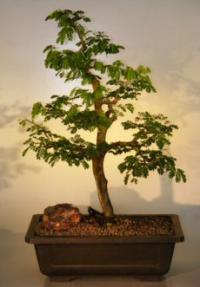 Flowering Brazilian Raintree Bonsai Tree <br><i>(pithecellobium tortum)</i>