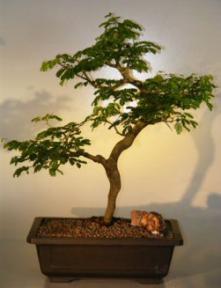 Flowering Brazilian Raintree Bonsai Tree <br><i>(pithecellobium tortum)</i>