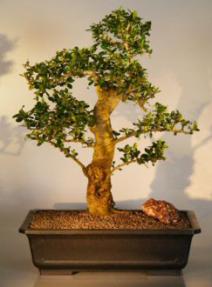 Flowering Fukien Tea Bonsai Tree <br><i>(ehretia microphylla)</i>