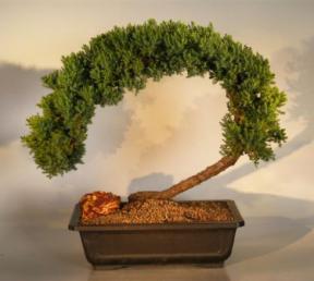 Juniper Bonsai Tree <br><i>(juniper procumbens nana)</i>