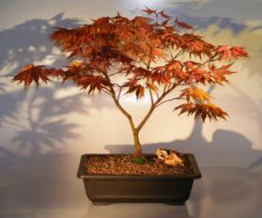 Japanese Red Maple Bonsai Tree<br><i>(acer palmatum 'atropurpurea')</i>