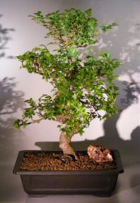 Chinese Elm Bonsai Tree <br>(ulmus parvifolia)