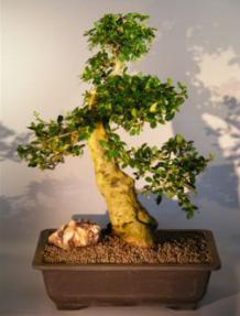 Flowering Fukien Tea Bonsai Tree <br><i>(ehretia microphylla)</i>