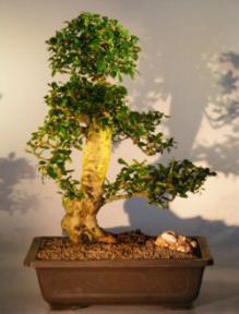 Flowering Fukien Tea Bonsai Tree <br><i>(ehretia microphylla)</i>