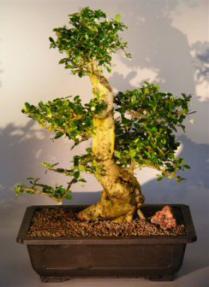 Flowering Fukien Tea Bonsai Tree <br><i>(ehretia microphylla)</i>