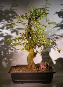 Japanese Flowering Quince Bonsai Tree<br><i>(chaenomles 'texas scarlet')</i>