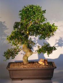 Chinese Elm Bonsai Tree<br><i>(Ulmus Parvifolia)</i>