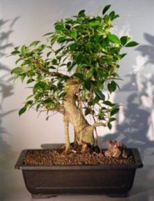 Ficus Retusa Bonsai Tree<br><i>(ficus retusa)</i>