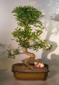 Chinese Elm Bonsai Tree<br><i>(ulmus parvifolia)</i>