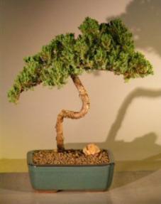 Juniper Bonsai Tree<br><i>(juniper procumbens nana)</i>