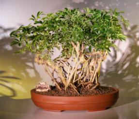 Hawaiian Umbrella Bonsai Tree<br> Banyan Root Style<br>(<i>arboricola schefflera</i>)