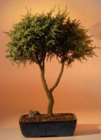 Blue Moss Cypress Bonsai Tree - Double Trunk- 18