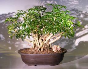 Hawaiian Umbrella Bonsai Tree<br> Banyan Root Style<br>(<i>arboricola schefflera</i>)