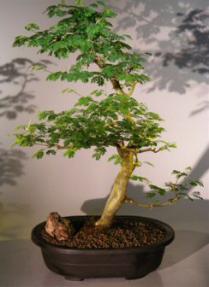 Flowering Brazilian Raintree Bonsai Tree <br><i>(pithecellobium tortum)</i>