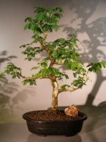 Flowering Brazilian Raintree Bonsai Tree <br><i>(pithecellobium tortum)</i>