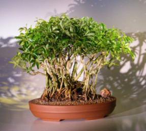 Hawaiian Umbrella Bonsai Tree - Banyan Style<br>(<i>arboricola schefflera</i>)