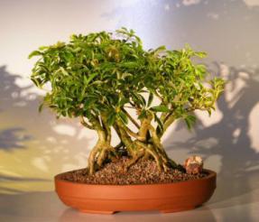 Hawaiian Umbrella Bonsai Tree - Banyan Style<br>(<i>arboricola schefflera</i>)