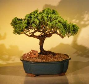 Juniper Bonsai Tree<br><i>(juniper procumbens nana)</i>