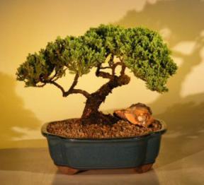 Juniper Bonsai Tree<br><i>(juniper procumbens nana)</i>