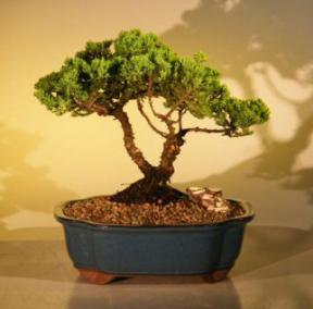 Juniper Bonsai Tree<br><i>(juniper procumbens nana)</i>