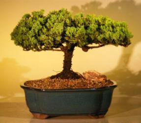 Juniper Bonsai Tree<br><i>(juniper procumbens nana)</i>