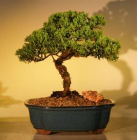 Juniper Bonsai Tree<br><i>(juniper procumbens nana)</i>