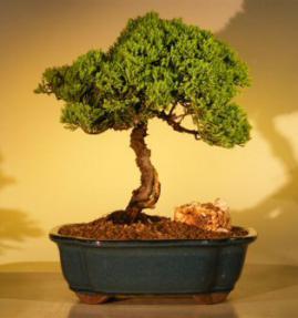 Juniper Bonsai Tree<br><i>(juniper procumbens nana)</i>