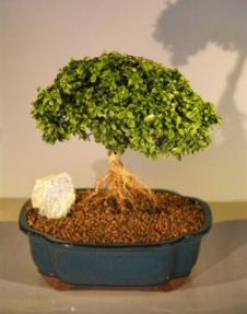 Japanese Kingsville Boxwood Bonsai Tree<br><i>(buxus microphylla compacta)</i>