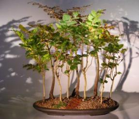 Copper Beech - 9 Tree Forest Group<br><i>(fagus sylvatica 'purpurea')</i>