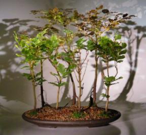Copper Beech - 7 Tree Forest Group<br><i>(fagus sylvatica 'purpurea')</i>