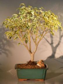 Ficus Bonsai Tree<br>Multi Trunk Style<br><i>(ficus benjamina variegated)</i><br>