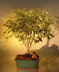 Ficus Bonsai Tree<br>Multi Trunk Style<br><i>(ficus benjamina variegated)</i><br>