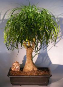 Pony Tail Palm Bonsai Tree<br><i>(beaucamea recurvata)</i>