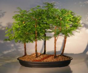 Dawn Redwood Bonsai Tree - 5 Tree Forest Group<br><i>(metasequoia glyptostroboides)</i>