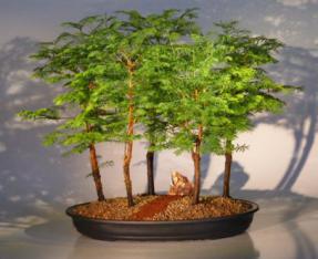 Dawn Redwood Bonsai Tree - 5 Tree Forest Group<br><i>(metasequoia glyptostroboides)</i>