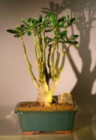 Flowering Desert Rose Bonsai Tree<br><i>(Adenium Obesum)</i>