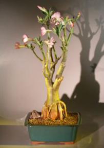 Flowering Desert Rose Bonsai Tree<br><i>(Adenium Obesum)</i>