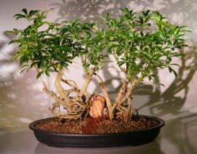 Hawaiian Umbrella Bonsai Tree <br> Banyan Style - Two Trees<br>(<i>arboricola schefflera</i>)