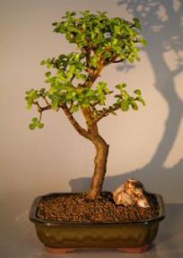 Baby Jade  Bonsai Tree<br><i>(Portulacaria Afra)</i>