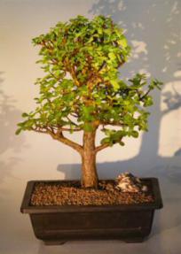 Baby Jade  Bonsai Tree<br><i>(Portulacaria Afra)</i>