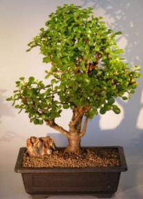 Baby Jade  Bonsai Tree<br><i>(Portulacaria Afra)</i>