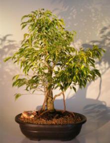 Ficus Bonsai Tree - Banyan Style<br><i>(ficus benjamina 