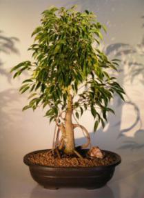 Ficus Bonsai Tree Banyan Style<br><i>(ficus benjamina 
