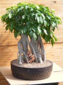 Ficus Bonsai Tree - Banyan Style<br><i>(ficus benjamina )</i>