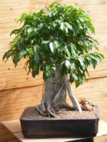 Ficus Bonsai Tree - Banyan Style<br><i>(ficus benjamina )</i>