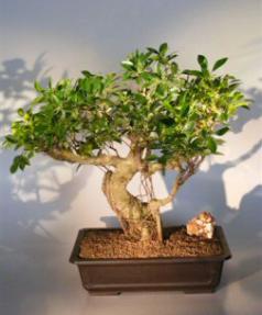 Ficus Retusa Bonsai Tree<br><i>(ficus retusa)</i>