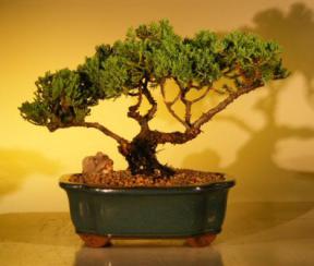 Juniper Bonsai Tree<br><i>(juniper procumbens nana)</i>