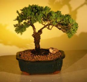 Juniper Bonsai Tree<br><i>(juniper procumbens nana)</i>