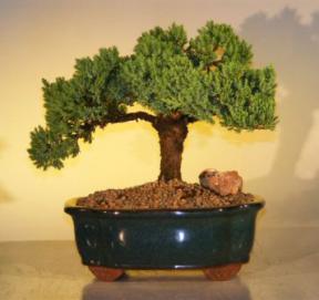 Juniper Bonsai Tree<br><i>(juniper procumbens nana)</i>